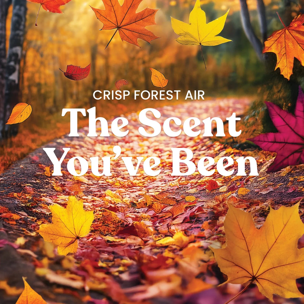 Original Jar Candle - Crisp Forest Air